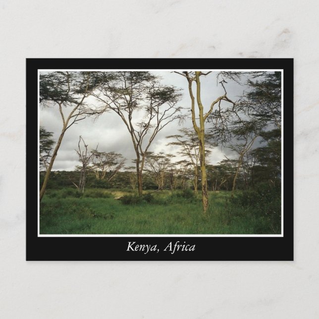 Afrika - Kenia-Wildland Postkarte (Vorderseite)