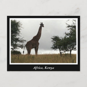 Afrika Kenia Wildtiere Postkarte