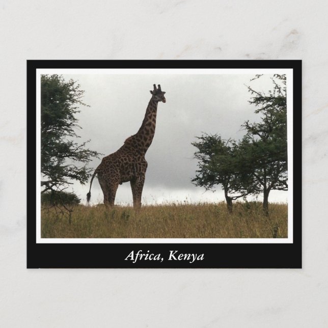 Afrika - Kenia - Wildtiere Postkarte (Vorderseite)