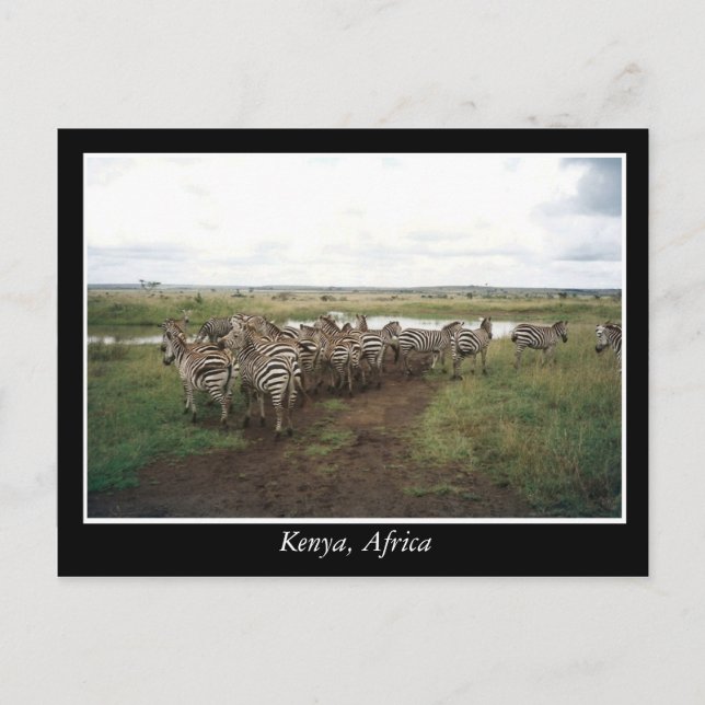 Afrika - Kenia - Wildtiere Postkarte (Vorderseite)