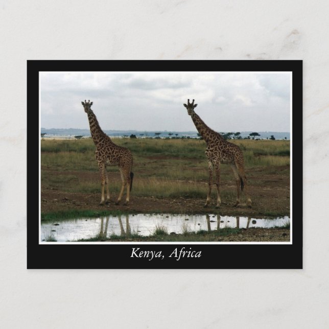 Afrika - Kenia - Wildtiere Postkarte (Vorderseite)