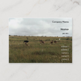 Afrika - Kenia - Wildtiere Visitenkarte