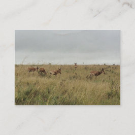 Afrika - Kenia - Wildtiere Visitenkarte