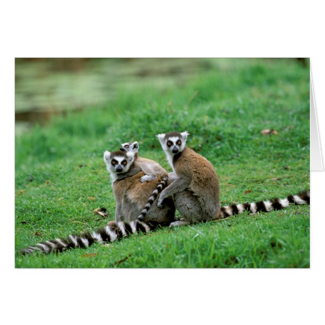 Afrika, Madagaskar, Antananarivo, Tsimbazaza (Vorderseite (Horizontal))