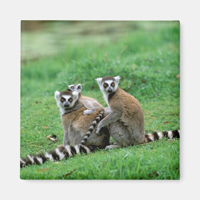 Afrika, Madagaskar, Antananarivo, Tsimbazaza Magnet (Vorne)