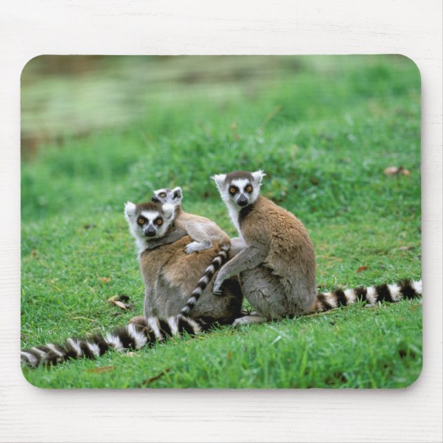 Afrika, Madagaskar, Antananarivo, Tsimbazaza Mousepad (Vorne)