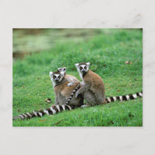 Afrika, Madagaskar, Antananarivo, Tsimbazaza Postkarte