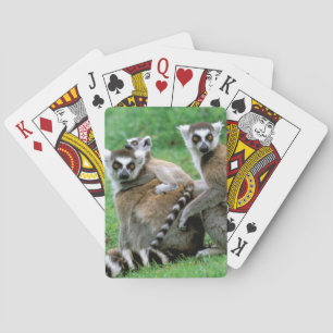 Afrika, Madagaskar, Antananarivo, Tsimbazaza Spielkarten