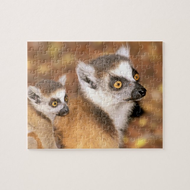 Afrika, Madagaskar, Berenty Private Reserve. (Horizontal)