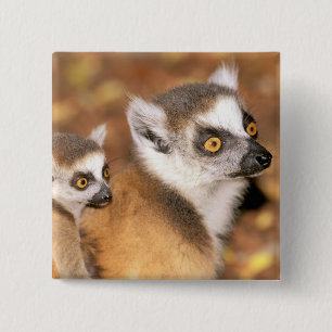 Afrika, Madagaskar, Berenty Private Reserve. Button