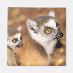 Afrika, Madagaskar, Berenty Private Reserve. Magnet