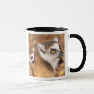 Afrika, Madagaskar, Berenty Private Reserve. Tasse