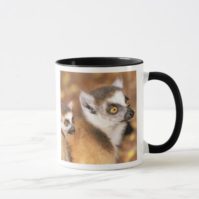 Afrika, Madagaskar, Berenty Private Reserve. Tasse (Rechts)