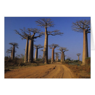 Afrika, Madagaskar, Morondava, Baobab-Allee.