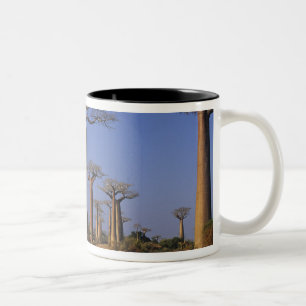 Afrika, Madagaskar, Morondava, Baobab-Allee. Zweifarbige Tasse