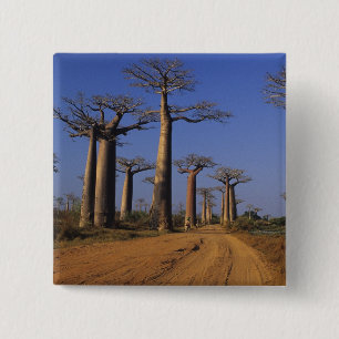 Afrika, Madagaskar, Morondava, Baobab Avenue. Button