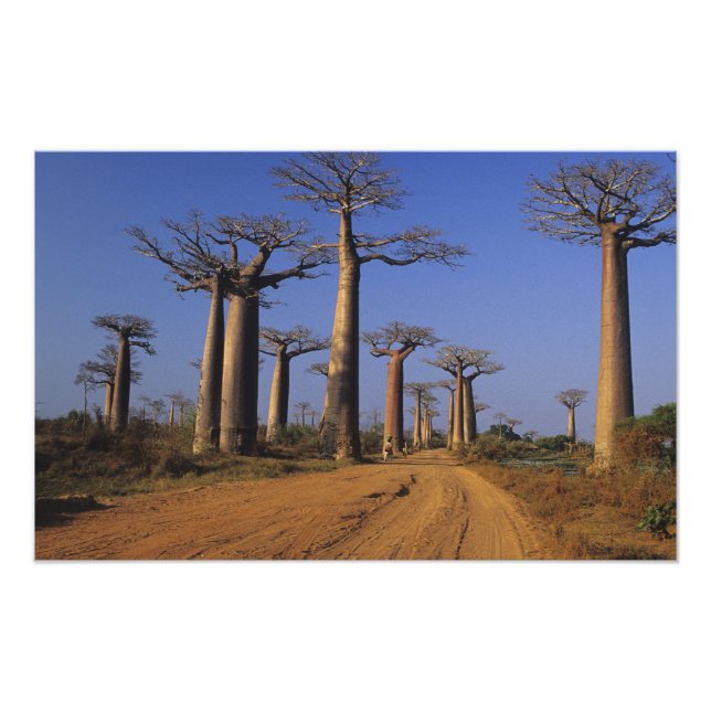 Afrika, Madagaskar, Morondava, Baobab Avenue. Fotodruck (Vorne)