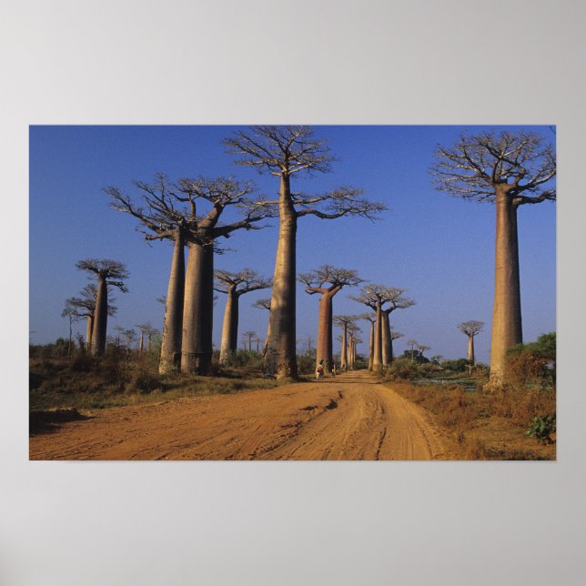Afrika, Madagaskar, Morondava, Baobab Avenue. Poster (Vorne)