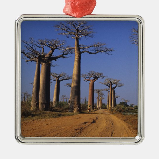 Afrika, Madagaskar, Morondava, Baobab Avenue. Silbernes Ornament (Vorne)