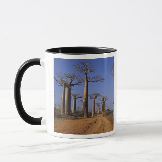 Afrika, Madagaskar, Morondava, Baobab Avenue. Tasse (Links)