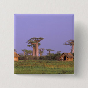 Afrika, Madagaskar, Morondava. Baobabs Button