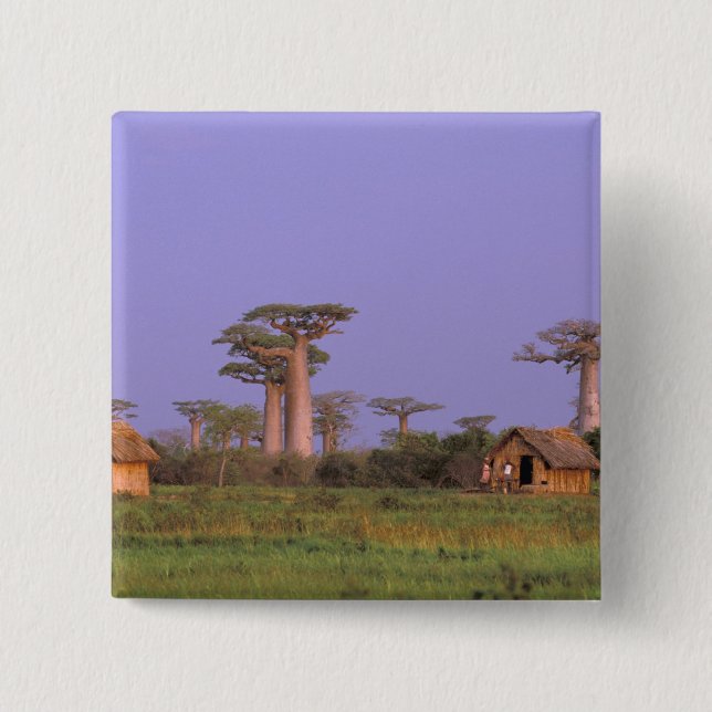 Afrika, Madagaskar, Morondava. Baobabs Button (Vorderseite)