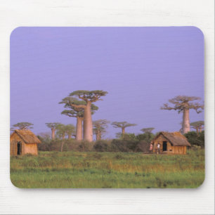 Afrika, Madagaskar, Morondava. Baobabs Mousepad