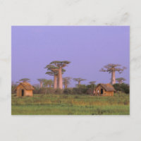 Afrika, Madagaskar, Morondava. Baobabs