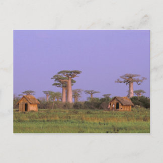 Afrika, Madagaskar, Morondava. Baobabs Postkarte