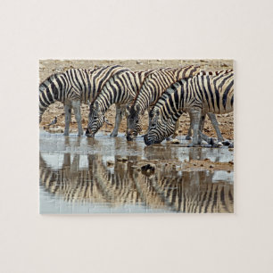 Afrika, Namibia, Etosha NP. Steppenzebra