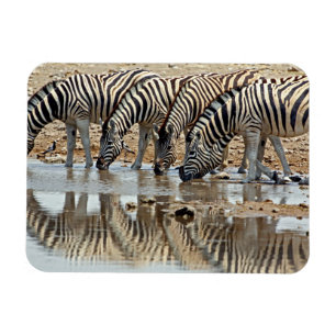 Afrika, Namibia, Etosha NP. Steppenzebra Magnet