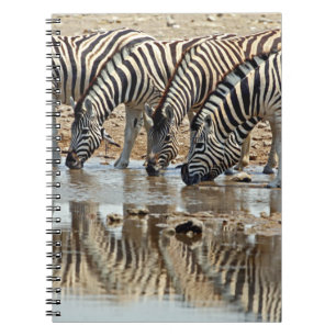Afrika, Namibia, Etosha NP. Steppenzebra Notizblock