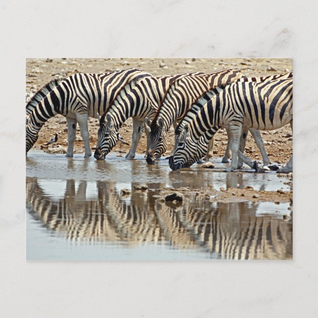 Afrika, Namibia, Etosha NP. Steppenzebra Postkarte (Vorderseite)