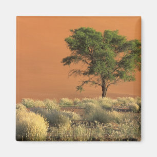 Afrika, Namibia, Namib-Nationalpark, Sossusvlei Magnet