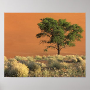 Afrika, Namibia, Namib-Nationalpark, Sossusvlei Poster