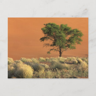 Afrika, Namibia, Namib-Nationalpark, Sossusvlei Postkarte