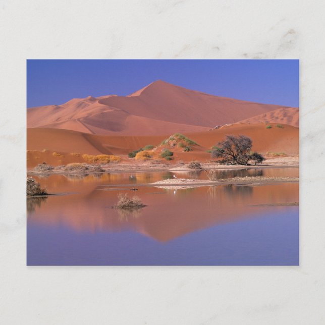 Afrika, Namibia. Namib-Naukluft Park. 2 Postkarte (Vorderseite)
