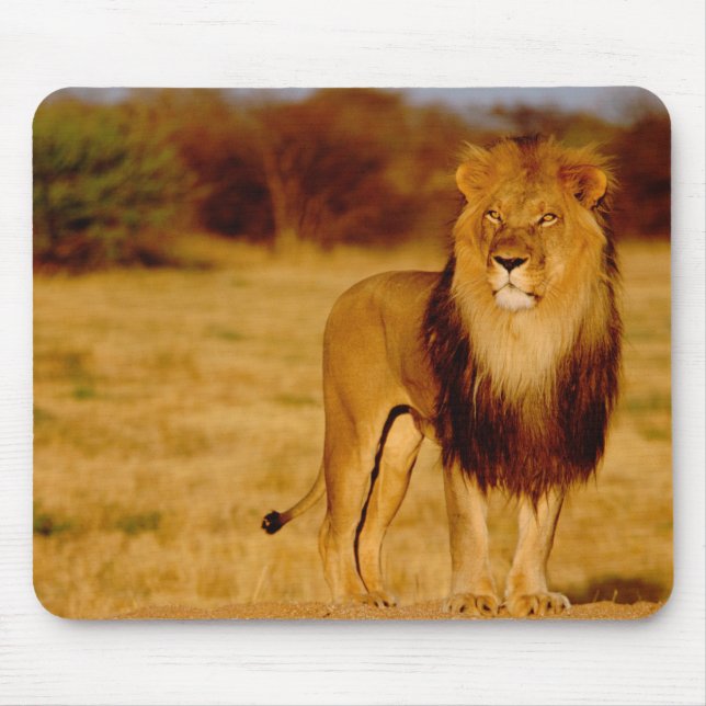 Afrika, Namibia, Okonjima. Einsamer männlicher Löw Mousepad (Vorne)