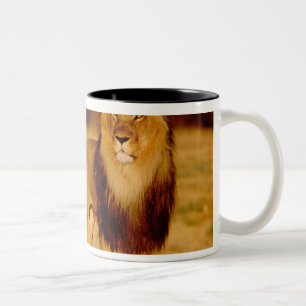 Afrika, Namibia, Okonjima. Einsamer männlicher Löw Zweifarbige Tasse