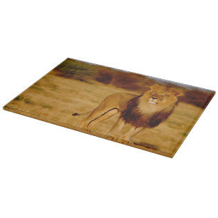 Afrika, Namibia, Okonjima. Einziger männlicher Schneidebrett