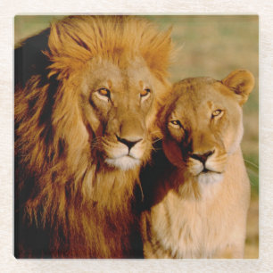 Afrika, Namibia, Okonjima. Löwe Glasuntersetzer