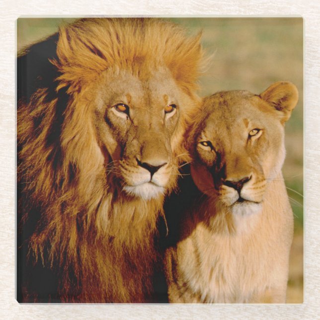 Afrika, Namibia, Okonjima. Löwe & Löwin Glasuntersetzer (Vorderseite)