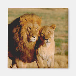 Afrika, Namibia, Okonjima. Löwe & Löwin Magnet