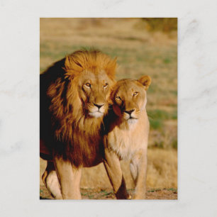 Afrika, Namibia, Okonjima. Löwe & Löwin Postkarte