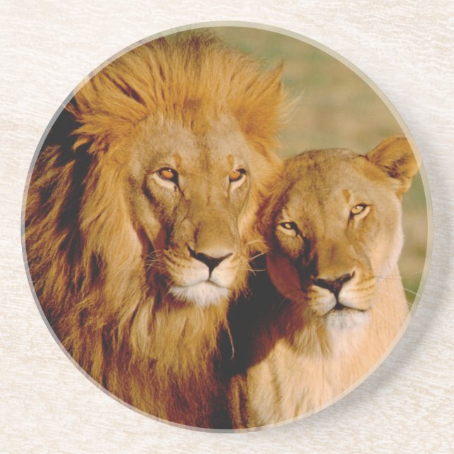 Afrika, Namibia, Okonjima. Löwe & Löwin Sandstein Untersetzer (Vorne)