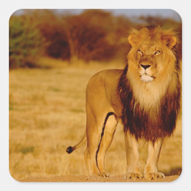 Afrika, Namibia, Okonjima. Löwe Quadratischer Aufkleber (Vorderseite)