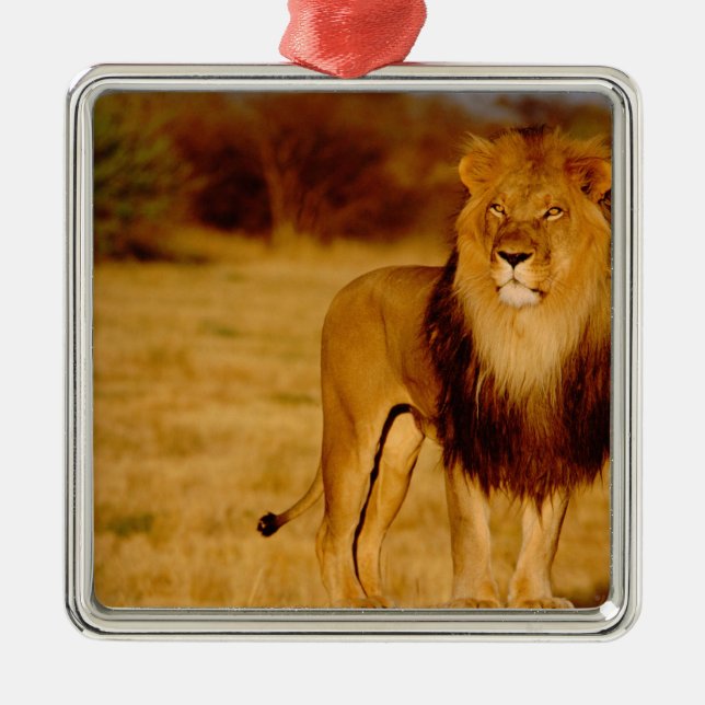 Afrika, Namibia, Okonjima. Löwe Silbernes Ornament (Vorne)