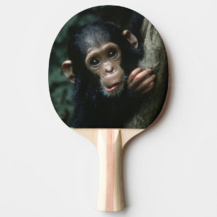 Afrika, Ostafrika, Tansania, Gombe National 2 Tischtennis Schläger