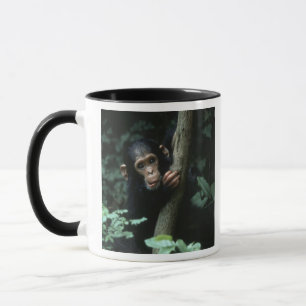 Afrika, Ostafrika, Tansania, Gombe National Tasse