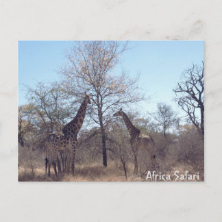 Afrika Safari Postkarte